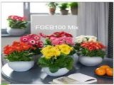 Hạt giống hoa cúc Đồng Tiền lùn - FGEB100 Mix gói 100 hạt 